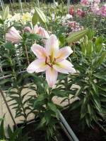 [1867 Rhone Mak No02.JPG]